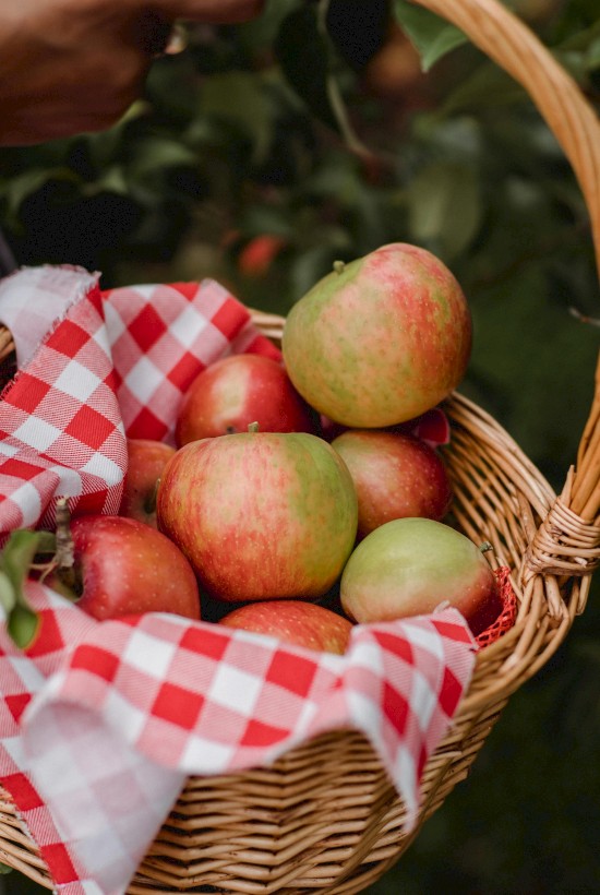 A wicker basket filled with red and green apples on a red-checkered cloth, held by a person wearing a striped sleeve.