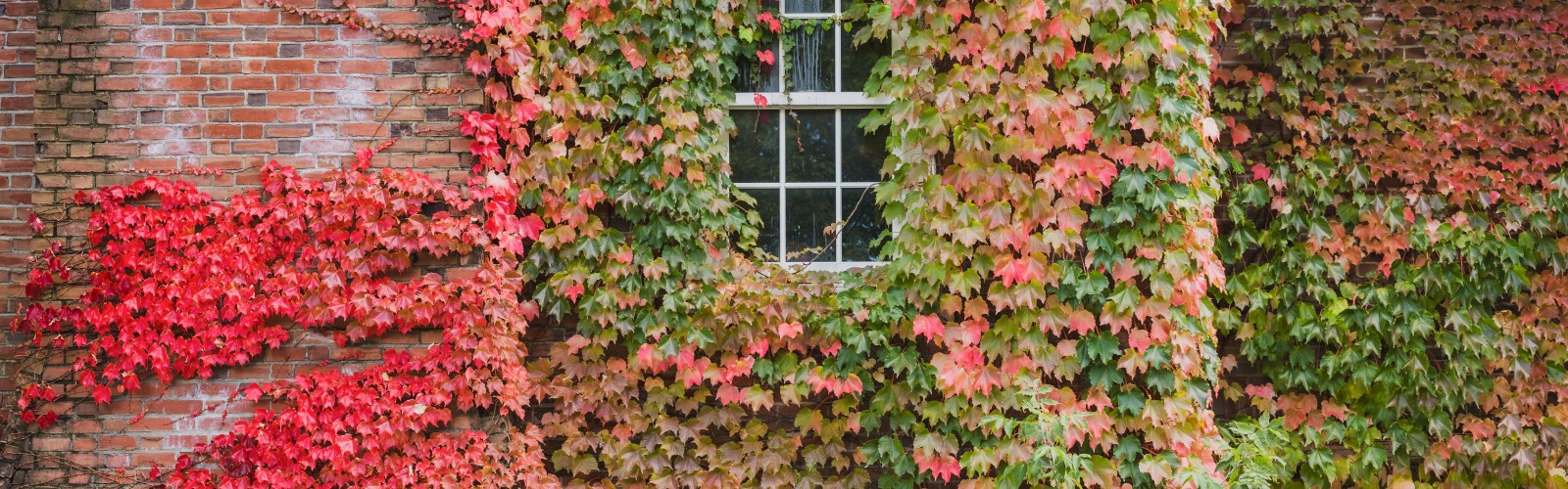A brick building is covered in colorful autumn ivy, with shades of red and green, framing a window in the center.