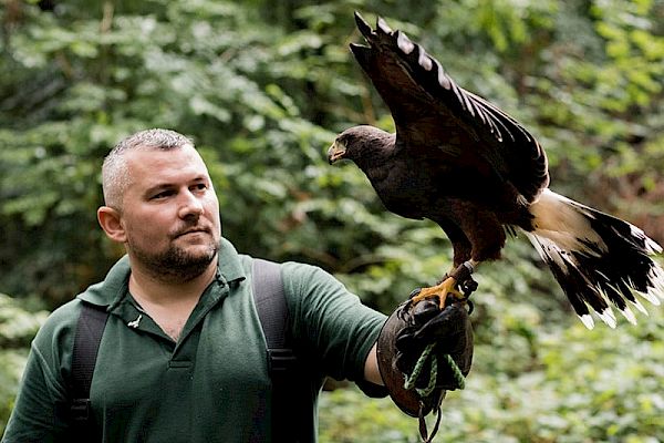 A person stands outdoors holding a bird of prey on their gloved hand, likely engaged in falconry. The background is a lush, green forest.