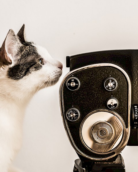 A curious cat sniffs an old-fashioned movie camera, creating a whimsical scene full of curiosity and vintage charm.