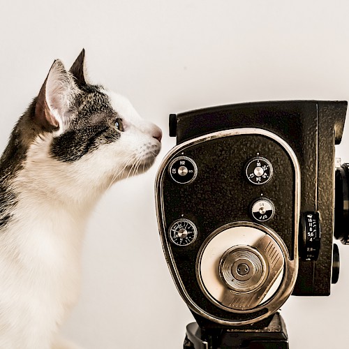 A curious cat sniffs an old-fashioned movie camera, creating a whimsical scene full of curiosity and vintage charm.