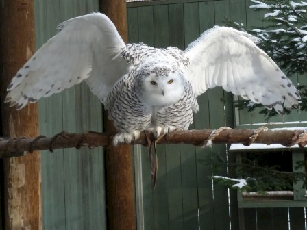 A snowy owl perched on a branch with wings spread, against a backdrop of wooden structures and some snow.