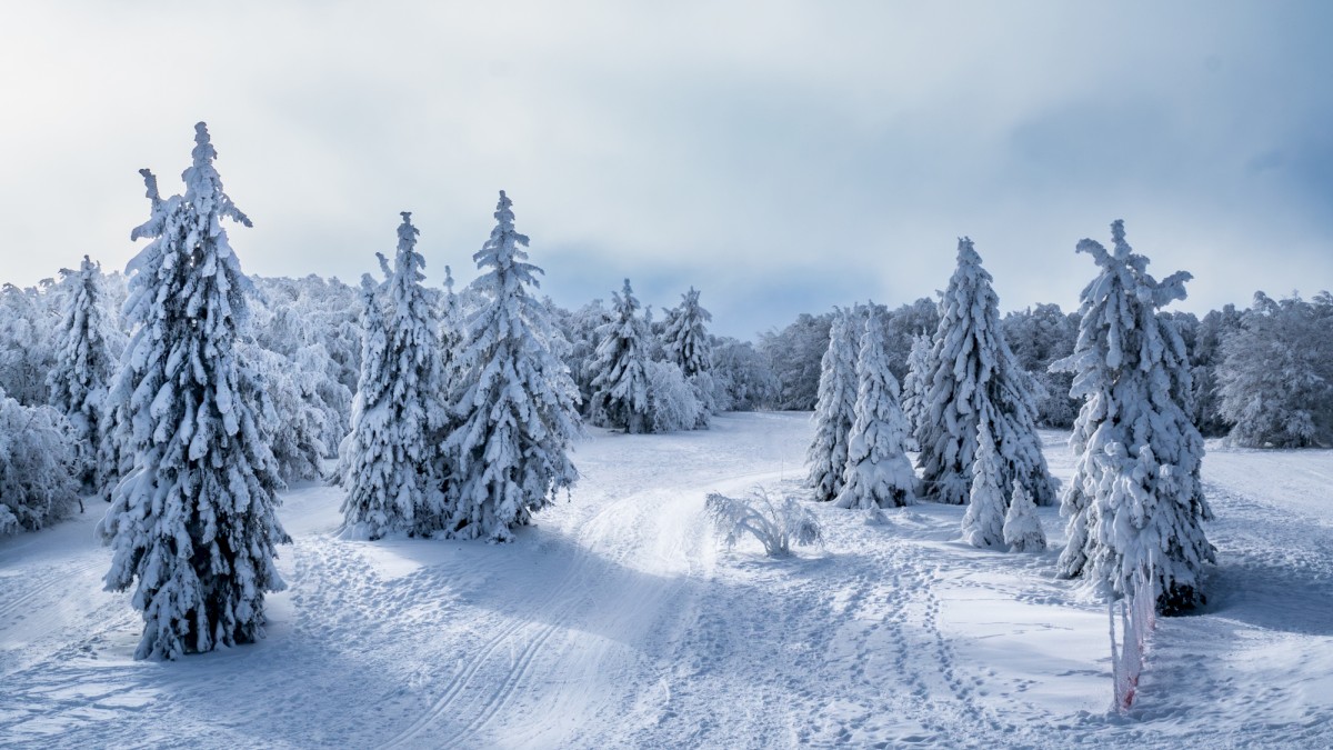 A snowy landscape with snow-covered pine trees under a cloudy sky, displaying a serene winter scene with gentle light.