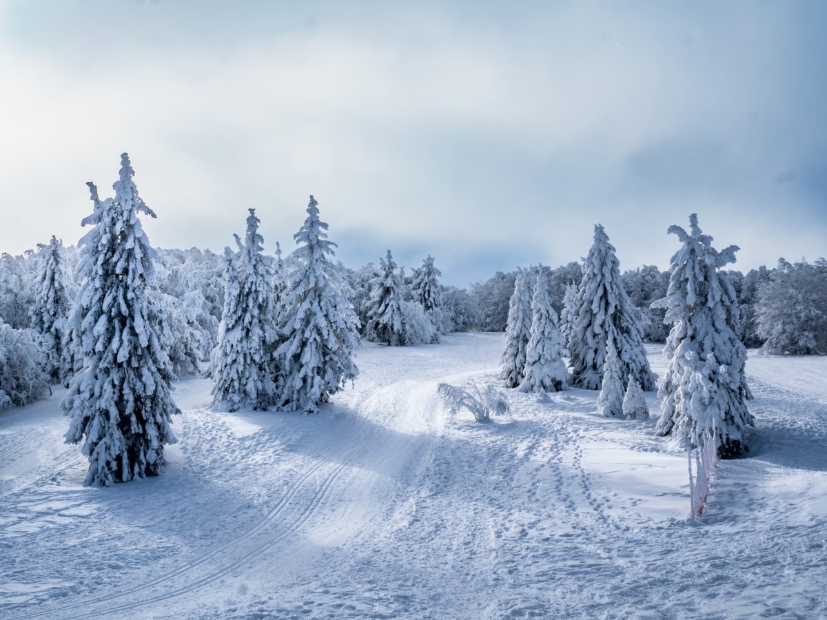 A snowy landscape with snow-covered pine trees under a cloudy sky, displaying a serene winter scene with gentle light.