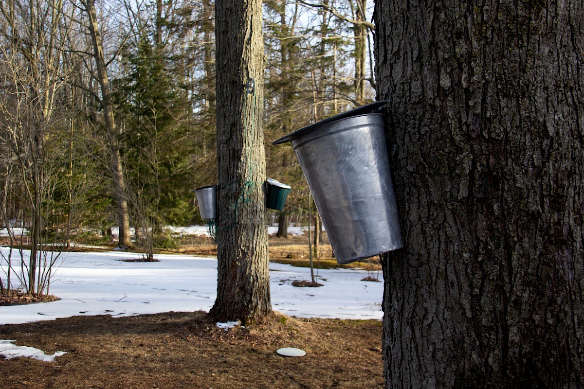 Buckets attached to trees for collecting maple sap in a snowy forest setting.