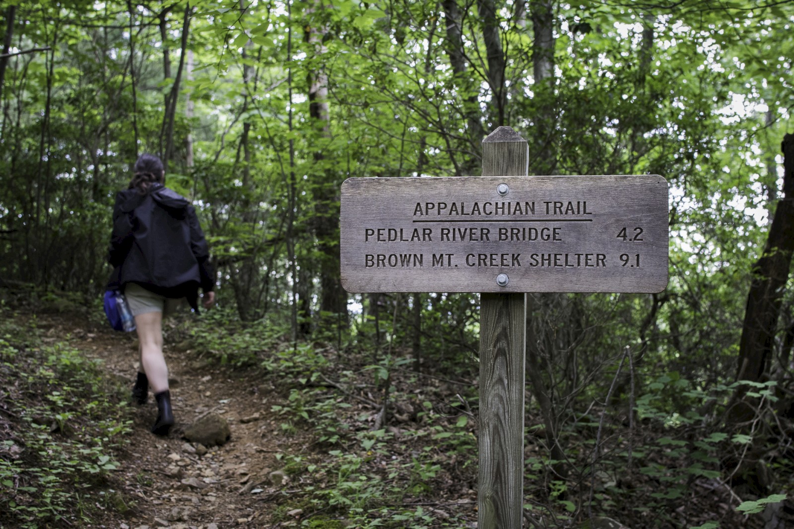 Hiker on a forest trail beside a wooden Appalachian Trail sign, indicating distances to Pedlar River Bridge and Brown Mt. Creek Shelter.