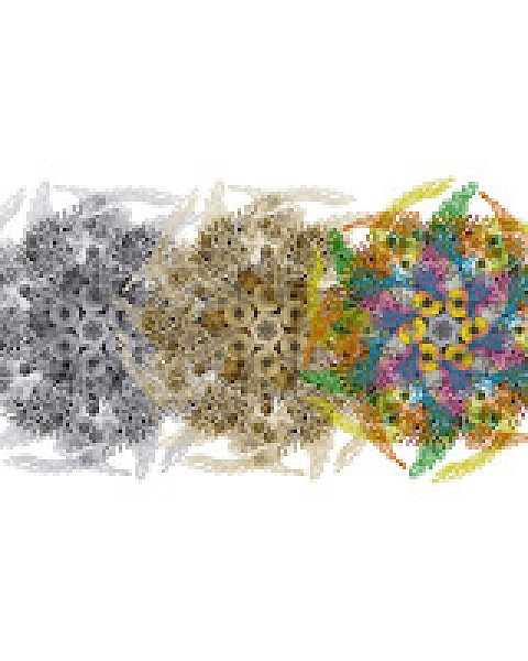 The image depicts a series of intricate, circular, multicolored patterns transitioning from grayscale to vibrant hues, resembling a kaleidoscope design.