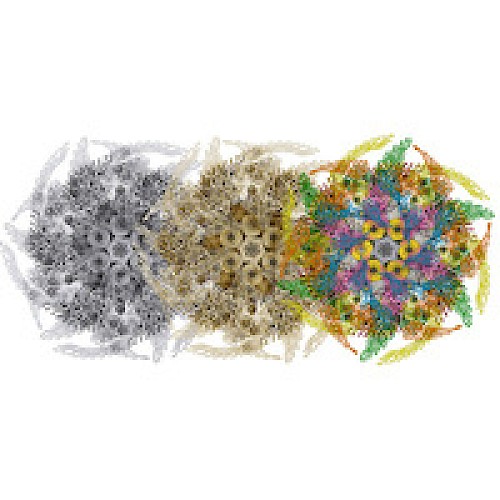The image depicts a series of intricate, circular, multicolored patterns transitioning from grayscale to vibrant hues, resembling a kaleidoscope design.